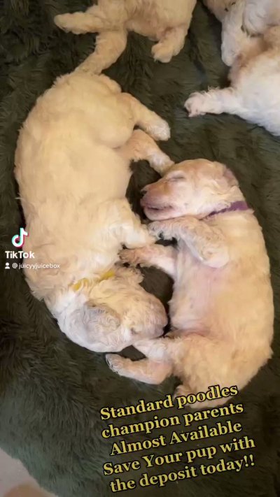 Watch juicyyjuicebox's leaked NSFW video on TwXstars