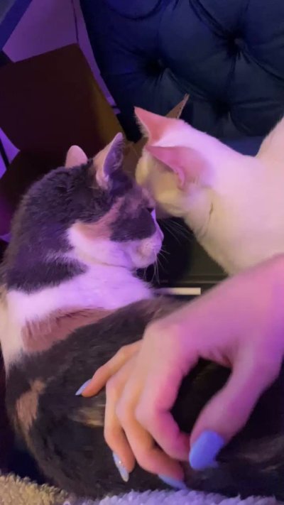 Watch Sarina Desiree's leaked NSFW video on TwXstars