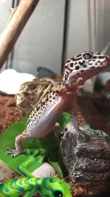 Watch Captain_Hook's leaked NSFW video on TwXstars