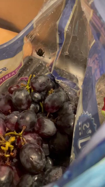 Watch Midwest Mom's leaked NSFW video on TwXstars