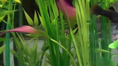 Watch DAD is BIG's leaked NSFW video on TwXstars