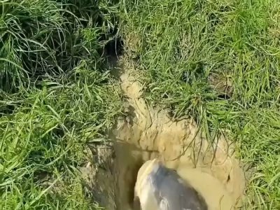 Watch NOTHOSAUR Aliexpress Official Store's leaked NSFW video on TwXstars