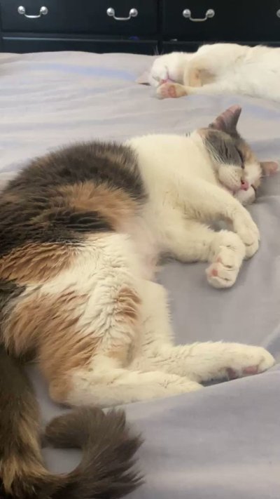 Watch Sarina Desiree's leaked NSFW video on TwXstars