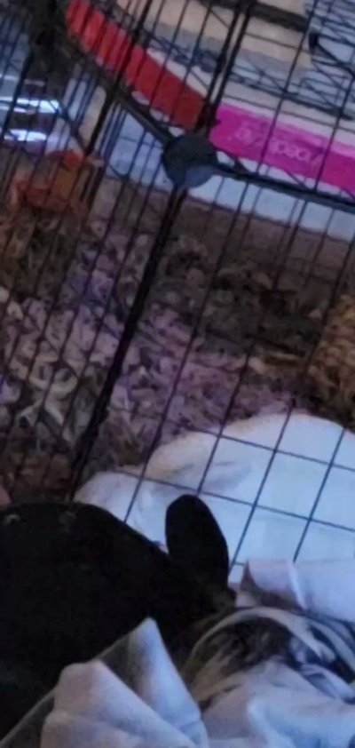 Watch Madison Mouse's leaked NSFW video on TwXstars