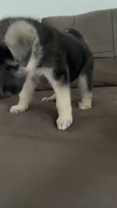 Watch ardat b 👹's leaked NSFW video on TwXstars