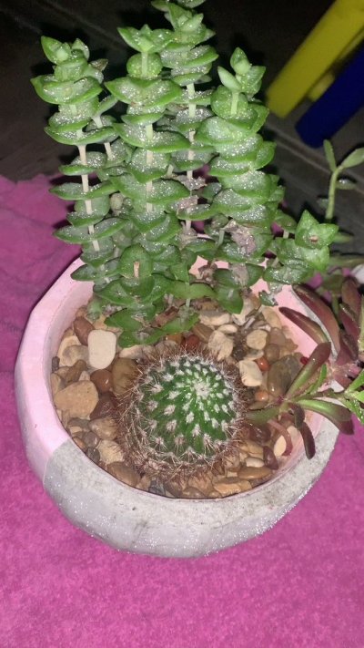 Watch DFW_Anonymous🤎🍯💫's leaked NSFW video on TwXstars