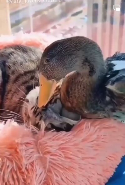 Watch Master Eli_MML2016 ⏩FOLSOM's leaked NSFW video on TwXstars