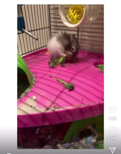 Watch Princess Tay 👑🌸's leaked NSFW video on TwXstars