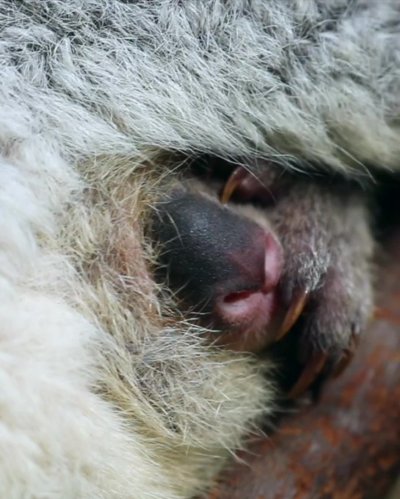 Watch Australia's leaked NSFW video on TwXstars