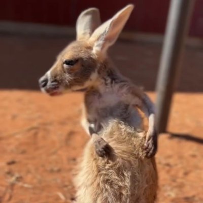 Watch Australia's leaked NSFW video on TwXstars