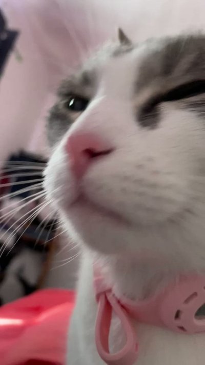 Watch Pulpi Hentai Vtuber (+18)'s leaked NSFW video on TwXstars