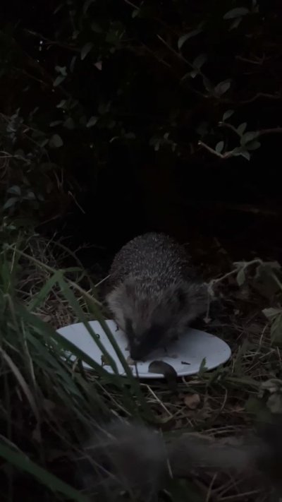 Watch Vex Ashley 🩸's leaked NSFW video on TwXstars