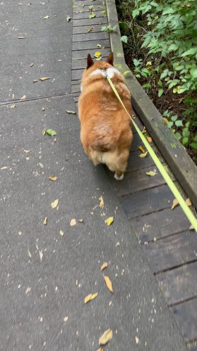 Watch Winston the Jumbo Corgi's leaked NSFW video on TwXstars