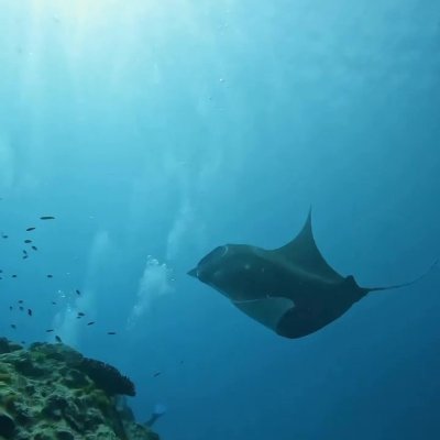 Watch Australia's leaked NSFW video on TwXstars