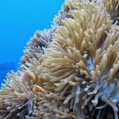 Watch Australia's leaked NSFW video on TwXstars