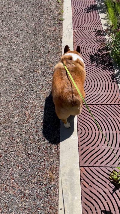 Watch Winston the Jumbo Corgi's leaked NSFW video on TwXstars