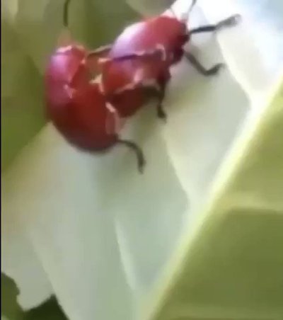 Watch BestOfLeaks💸's leaked NSFW video on TwXstars