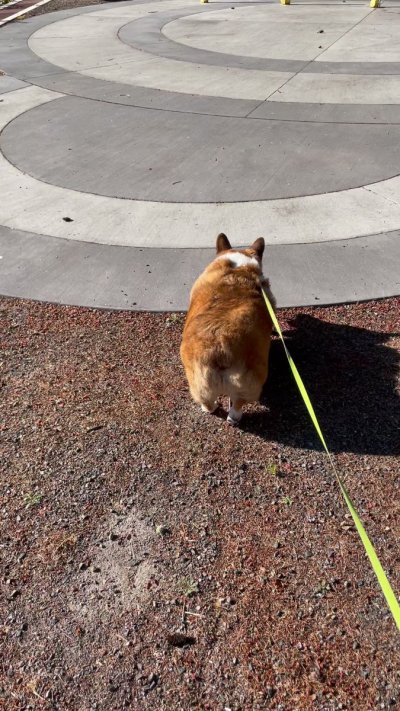 Watch Winston the Jumbo Corgi's leaked NSFW video on TwXstars
