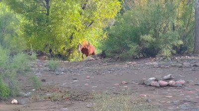 Watch Chaos Emerald's leaked NSFW video on TwXstars