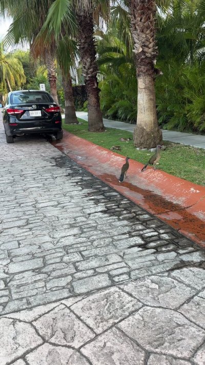 Watch CorneliustheCat's leaked NSFW video on TwXstars