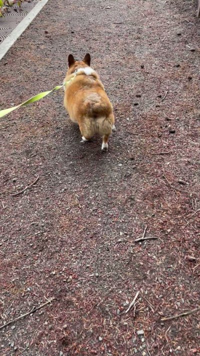 Watch Winston the Jumbo Corgi's leaked NSFW video on TwXstars