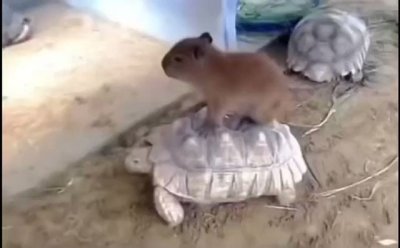 Watch Reb's leaked NSFW video on TwXstars