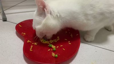 Watch Megan Inky 💜❤️❤️💜❤️💜's leaked NSFW video on TwXstars