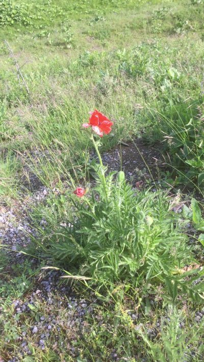 Watch Haber Tadında's leaked NSFW video on TwXstars