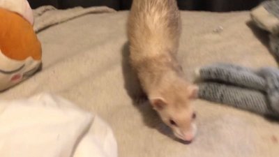 Watch Sasha Spits's leaked NSFW video on TwXstars