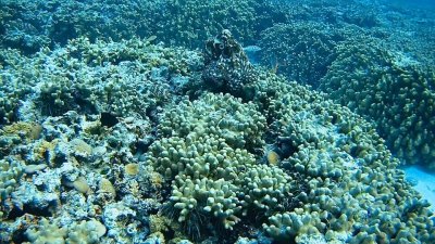 Watch Scarlett Howard's leaked NSFW video on TwXstars