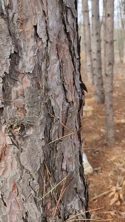 Watch Steezytour's leaked NSFW video on TwXstars