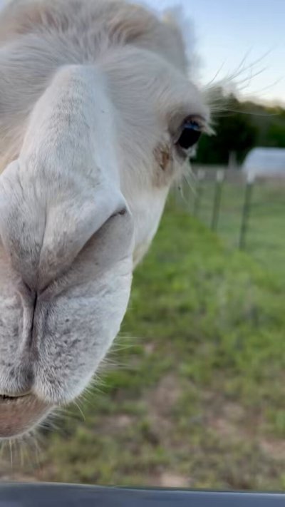 Watch Vicky Aisha 🤠's leaked NSFW video on TwXstars