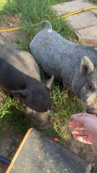 Watch sugar love's leaked NSFW video on TwXstars