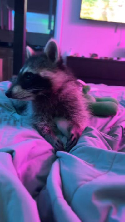 Watch 🔥 ℭ𝔥𝔩𝔬𝔢 𝔗𝔢𝔪𝔭𝔩𝔢 👹's leaked NSFW video on TwXstars