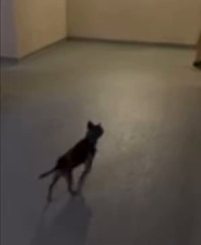 Watch ysa ❆'s leaked NSFW video on TwXstars