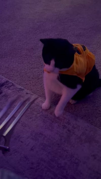 Watch ysa ❆'s leaked NSFW video on TwXstars