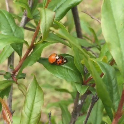 Watch Hashish's leaked NSFW video on TwXstars