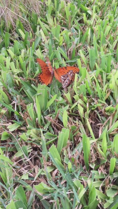 Watch Silvina Escudero's leaked NSFW video on TwXstars