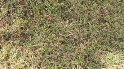 Watch Hashish's leaked NSFW video on TwXstars