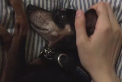 Watch purr 🐀🔜 EVO‼️'s leaked NSFW video on TwXstars