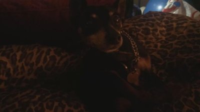 Watch purr 🐀🔜 EVO‼️'s leaked NSFW video on TwXstars