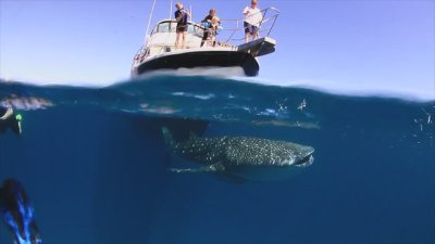 Watch Western Australia's leaked NSFW video on TwXstars