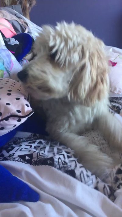 Watch may 🇦🇺's leaked NSFW video on TwXstars