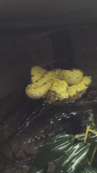 Watch Adeline Frost ✧'s leaked NSFW video on TwXstars