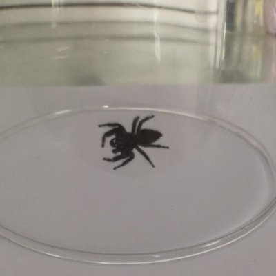 Watch Moxxi's leaked NSFW video on TwXstars