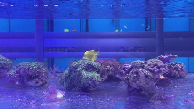 Watch Adeline Frost ✧'s leaked NSFW video on TwXstars