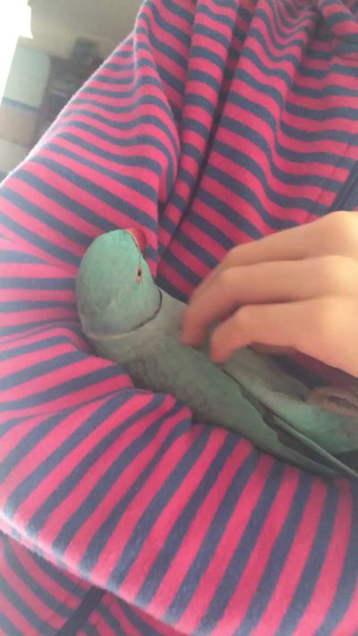 Watch Diddly's leaked NSFW video on TwXstars