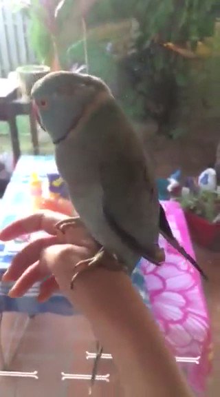 Watch Diddly's leaked NSFW video on TwXstars