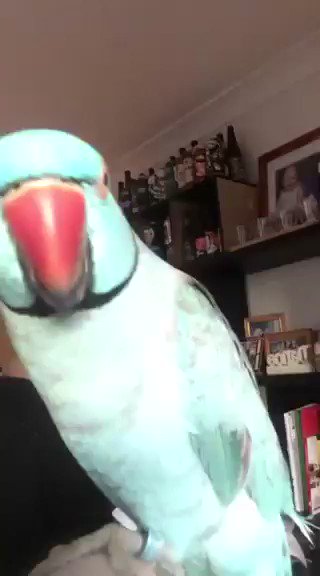 Watch Diddly's leaked NSFW video on TwXstars