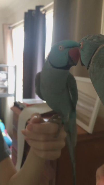 Watch Diddly's leaked NSFW video on TwXstars